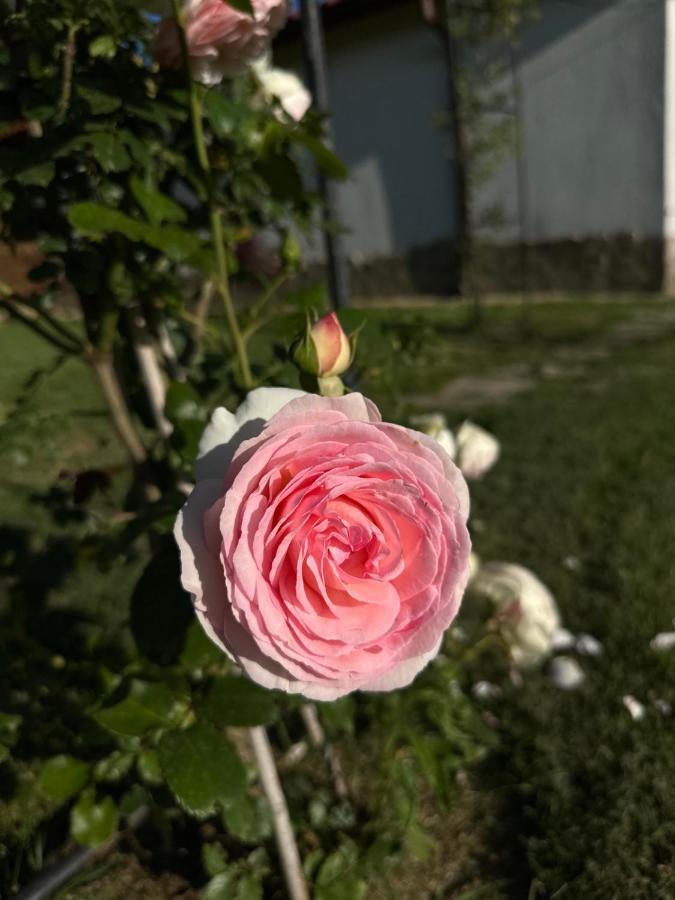 Хотелски Комплекс Копитото Tamarino Bagian luar foto